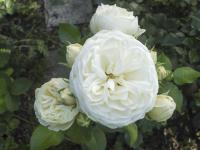 Růže 'Artemis' (Rosa)