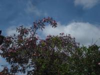 Růže sivá (Rosa glauca)