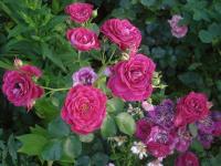 Růže 'Domaine de St Jean de Beauregard' - Mnohokvěté růže (Rosa)