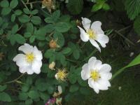 Růže (Rosa x richardii)