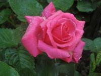 Růže 'Electron' - Velkokvěté růže (Rosa)