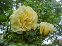 Růže svraskalá 'Agnes' (Rosa rugosa)