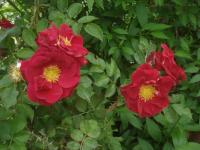 Růže svraskalá 'Red Rugostar' (Rosa rugosa)