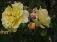 Růže svraskalá 'Rugelda' (Rosa rugosa)