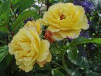 Růže svraskalá 'Rugelda' (Rosa rugosa)