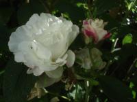 Růže svraskalá 'Louise Bugnet' (Rosa rugosa)