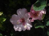 Růže 'Dainty Bess' - Mnohokvěté růže (Rosa)