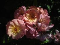 Růže 'Kalevala' - Mnohokvěté růže (Rosa)