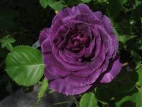 Růže 'Minerva' - Mnohokvěté růže (Rosa)