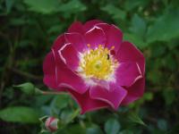 Růže 'Lipstick' - Pokryvné růže (Rosa)