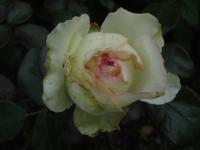 Růže 'Biedermeier' - Skalkové růže (Rosa)