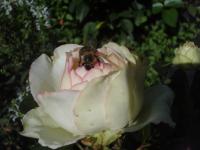 Růže 'Biedermeier' - Skalkové růže (Rosa)