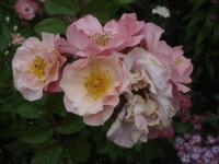 Růže 'Clair Matin' - Pnoucí růže (Rosa)