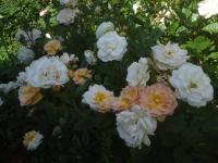 Růže 'Ghislaine de Féligonde' - Pnoucí růže (Rosa)