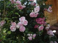 Růže 'Jasmina' - Pnoucí růže (Rosa)