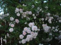 Růže 'Paul's Himalayan Musk' - Pnoucí růže (Rosa)
