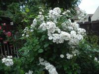 Růže 'Perennial Blush' - Pnoucí růže (Rosa)