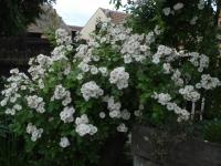 Růže 'Perennial Blush' - Pnoucí růže (Rosa)