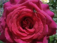 Růže 'Big Purple' - Velkokvěté růže (Rosa)