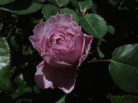 Růže 'Eisvogel' - Velkokvěté růže (Rosa)