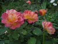 Růže 'Granada' - Velkokvěté růže (Rosa)