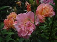 Růže 'Granada' - Velkokvěté růže (Rosa)