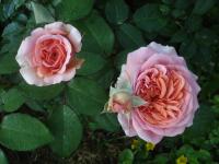 Růže 'Chippendale' - Velkokvěté růže (Rosa)