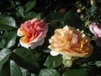 Růže 'Chippendale' - Velkokvěté růže (Rosa)