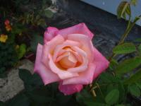 Růže 'Jubileum 110' - Velkokvěté růže (Rosa)