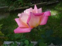 Růže 'Jubileum 110' - Velkokvěté růže (Rosa)