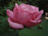 Růže 'Mon Petit Chou' - Velkokvěté růže (Rosa)