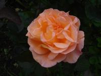 Růže 'Whisky' - Velkokvěté růže (Rosa)