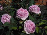 Růže 'Königin von Dänemark' (Rosa)