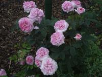 Růže 'Königin von Dänemark' (Rosa)
