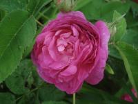 Růže 'Mogador' (Rosa)