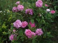 Růže damascénská 'Rose du Roi' (Rosa x damascena)