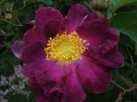Růže galská 'La Belle Sultane' (Rosa gallica)