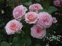 Růže 'James Galway' - Anglické růže (Rosa)