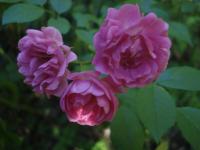 Růže 'Academia Istropolitana' - Mnohokvěté růže (Rosa)