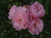 Růže 'Amáde László' - Mnohokvěté růže (Rosa)