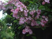 Růže 'Vukovar-Ovčara' - Pnoucí růže (Rosa)