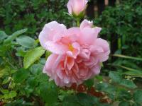 Růže 'Dagmar Clarová' - Sadové růže (Rosa)