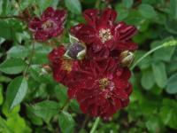 Růže 'Györy Mama' - Skalkové růže (Rosa)