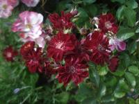 Růže 'Györy Mama' - Skalkové růže (Rosa)