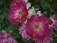 Růže 'Hejce' - Mnohokvěté růže (Rosa)
