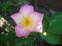 Růže 'Hétvalusi Csángog' - Mnohokvěté růže (Rosa)