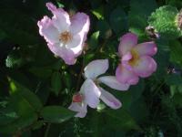 Růže 'Hétvalusi Csángog' - Mnohokvěté růže (Rosa)