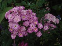 Růže 'Lakatos Demeter' - Skalkové růže (Rosa)