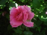 Růže 'Obsidio Szegetiana' - Mnohokvěté růže (Rosa)