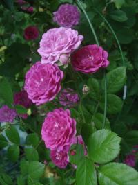 Růže 'Pipagyujtó Csarda' - Sadové růže (Rosa)